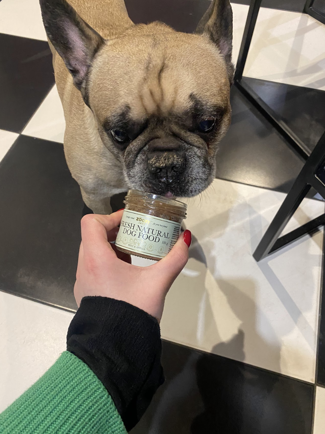 French bulldog eating fresh food from a jar